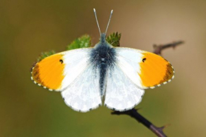 Pillangó zorka